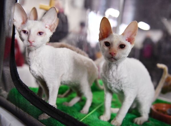 نمایشگاه گربه‌ای مسکو
گربه کورنیش رکس - اسپوتنیک ایران  