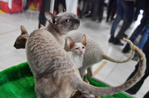 نمایشگاه گربه‌ای مسکو
گربه کورنیش رکس - اسپوتنیک ایران  