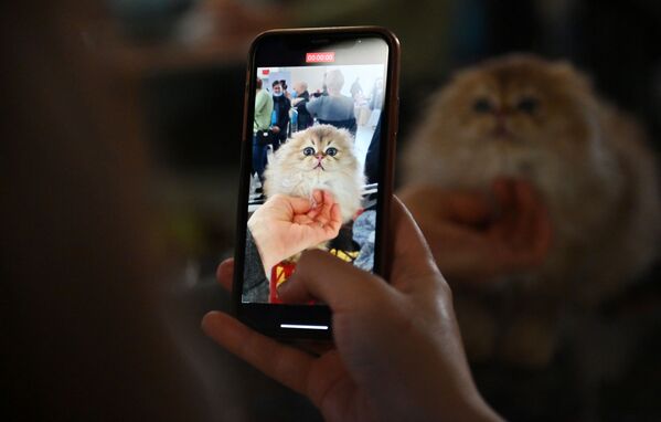 نمایشگاه گربه‌ای مسکو
گربه اسکاتلندی - اسپوتنیک ایران  
