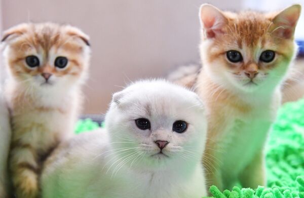 نمایشگاه گربه‌ای مسکو
گربه اسکاتلندی - اسپوتنیک ایران  