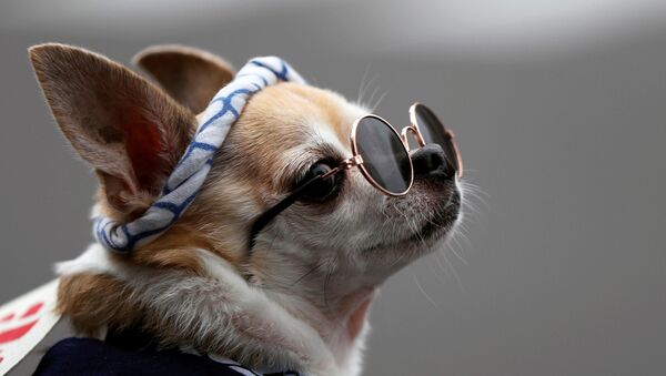 سگی با لباس و عینک در فستیوال Sanja Matsuri در توکیو - اسپوتنیک ایران  