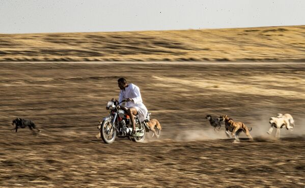 تمرین سگ ها در سوریه - اسپوتنیک ایران  
