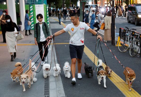 گردش با سگ ها در توکیو - اسپوتنیک ایران  