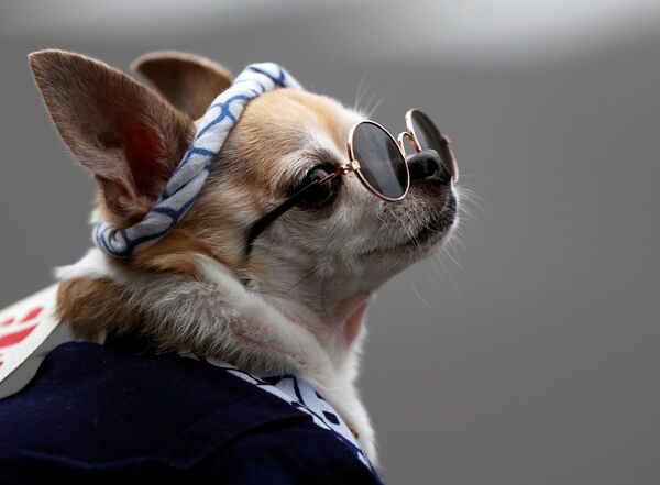 سگی با لباس و عینک در فستیوال Sanja Matsuri در توکیو - اسپوتنیک ایران  
