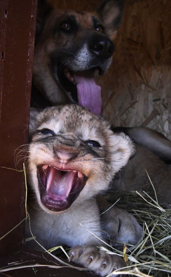 باغ وحش پریمور در روسیه - اسپوتنیک ایران  