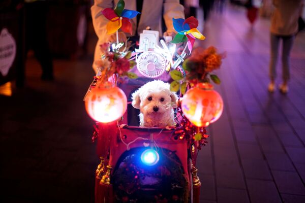 سگی در کالسکه در شانگهای چین - اسپوتنیک ایران  