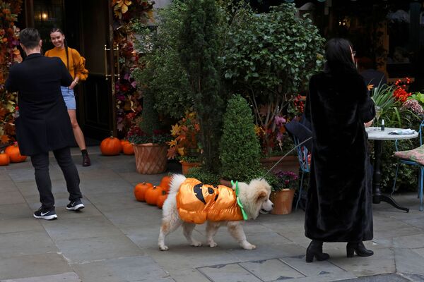 سگی با لباس کدو تنبل در لندن - اسپوتنیک ایران  