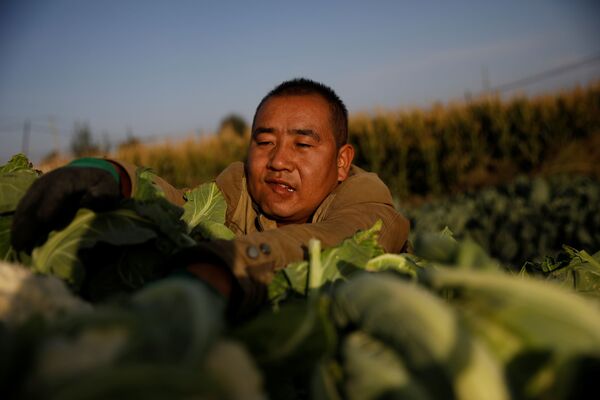 یک کشاورز در حومه استان گانسو، چین محصول برداشت می کند. - اسپوتنیک ایران  