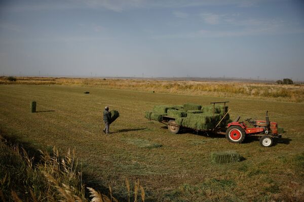 یک کشاورز در مزرعه ای در حومه بیایان گوبی در روستایی در یومن، استان گانسو چین کار می کند. - اسپوتنیک ایران  