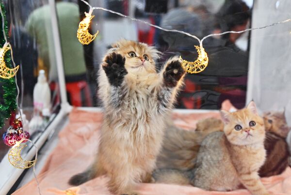 گربه در نمایشگاه «گربه ها» در مسکو - اسپوتنیک ایران  