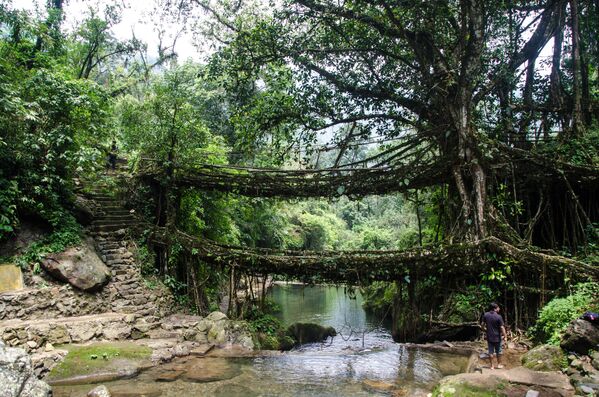 پلی دو طبقه از ریشه های طبیعی درختان در هند - اسپوتنیک ایران  