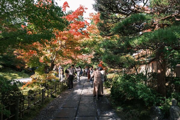 رنگ‌آمیزی پاییزی در ژاپن - اسپوتنیک ایران  