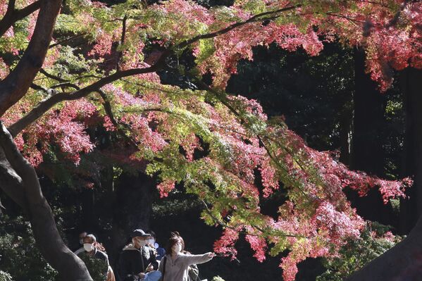 رنگ‌آمیزی پاییزی در ژاپن - اسپوتنیک ایران  