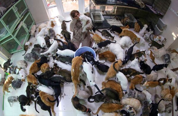 مریم  البلوشی ساکن مسقط عمان با 480 گربه و 12 سگ - اسپوتنیک ایران  