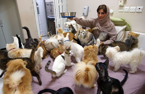 مریم  البلوشی ساکن مسقط عمان با 480 گربه و 12 سگ - اسپوتنیک ایران  