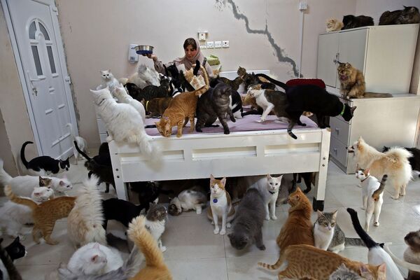 مریم ال بلوشی با 480 گربه - اسپوتنیک ایران  
