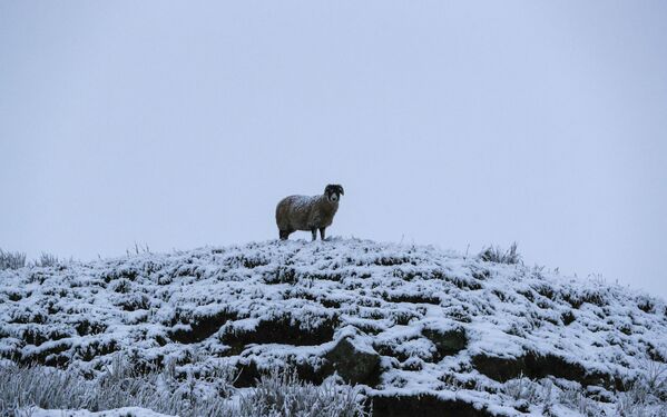 گوسفندی بر بالای تپه ی برقی در یورکشیر شمالی - اسپوتنیک ایران  