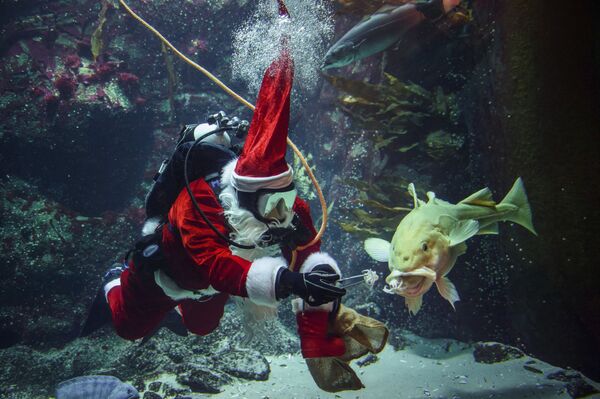 در آستانه کریسمس و سال نو، بابانوئل ها در مراسم متفاوتی شرکت دارند
بابانوئل موتور سوار، اسکیت سوار، در حال غواصی و شرکت در راهپیمایی - اسپوتنیک ایران  