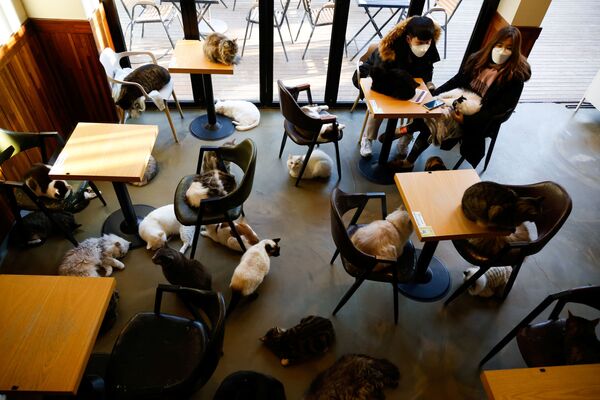کافه «گربه درمانی» سئول  - اسپوتنیک ایران  