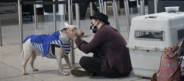 توریست با سگش در ترمینال ۲ فرودگاه لندن توریست با سگش در ترمینال ۲ فرودگاه لندن - اسپوتنیک ایران