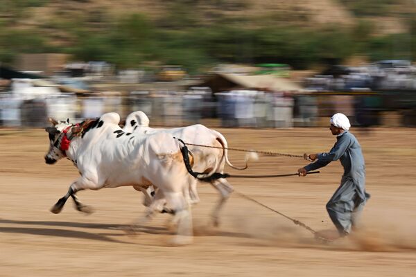 مسابقه سنتی گاوها در پاکستان - اسپوتنیک ایران  