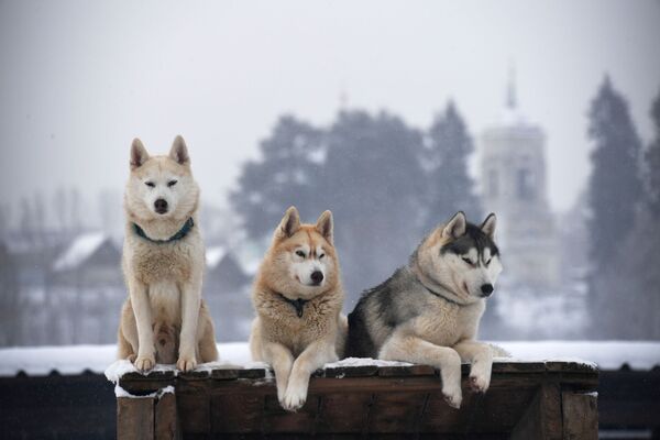 رویدادهای هفته به روایت تصویر
سگ های هاسکی در حومه مسکو - اسپوتنیک ایران  