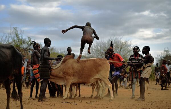 نقش گاو در سنن کشورهای جهان
مراسم پرش از روی گاو در اتیوپی - اسپوتنیک ایران  