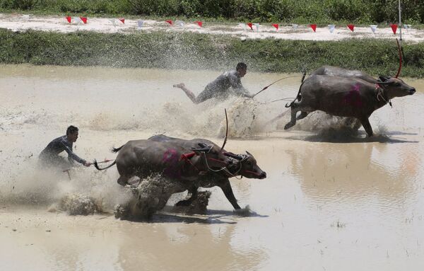 نقش گاو در سنن کشورهای جهان
مسابقه گاوی در تایوان - اسپوتنیک ایران  