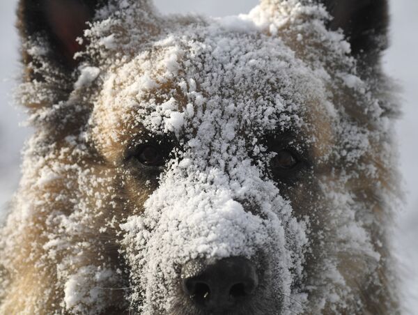 رویدادهای هفته به روایت تصویر
سگ آوچارکا در کراسنویارسک - اسپوتنیک ایران  