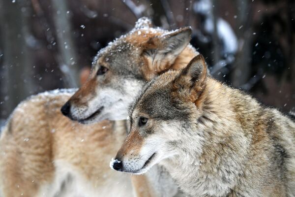 گرگهایی که در باغ وحش مسکو زندگی می کنند - اسپوتنیک ایران  