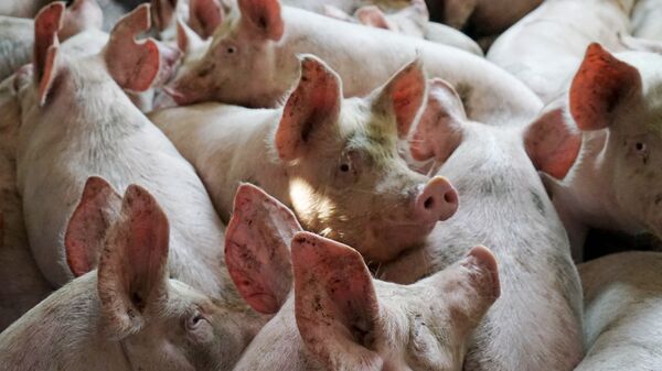 چین تجارت آینده معاملات خوک را آغاز می کند - اسپوتنیک ایران  