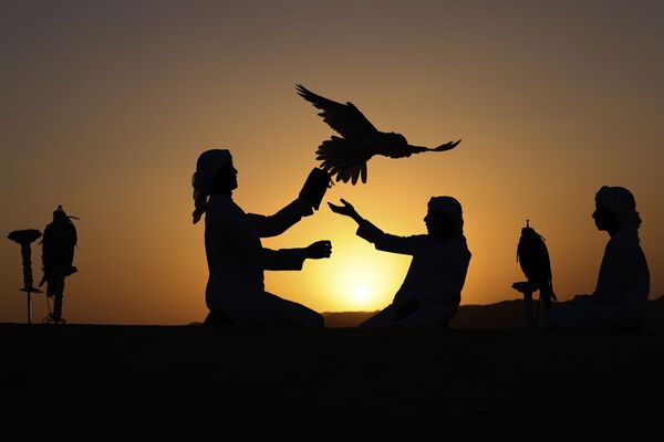 تمرین و آموزش عقاب در بیابان لیوا امارات   - اسپوتنیک ایران  