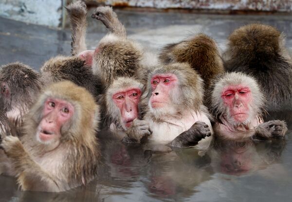 رویدادهای هفته به روایت تصور
میمون های ژاپنی - اسپوتنیک ایران  