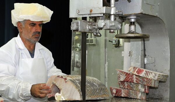 ماهیگیری و بسته بندی ماهی های خاویاری در استان گلستان - اسپوتنیک ایران  