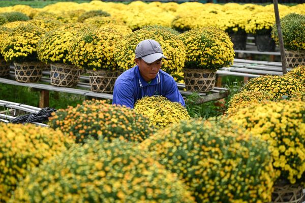 تدارکات یک سال نوی دیگر
دهکده گلها در مکونگ دلتا  - اسپوتنیک ایران  
