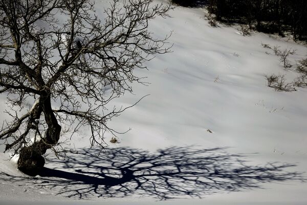 دشت پوشیده از برف در منطقه محافظت شده تانورین لبنان - اسپوتنیک ایران  