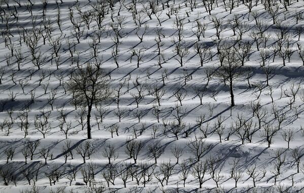 برف در باغ میوه در منطقه تانورین لبنان - اسپوتنیک ایران  