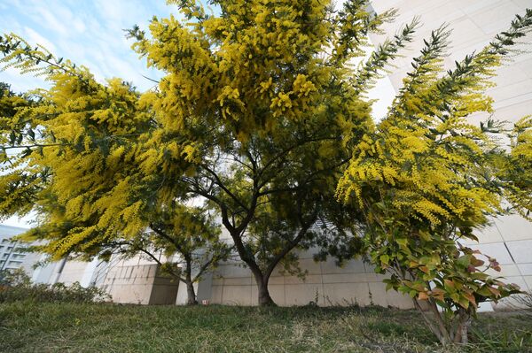 گلهای زودرس میموزا و ماگنولیا در سوچی - اسپوتنیک ایران  