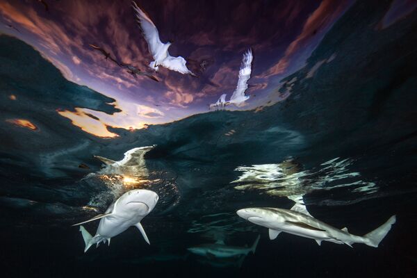 مسابقه عکاسی زیر آب
عکاس، رنه کاپوزولا از آمریکا - اسپوتنیک ایران  