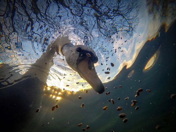 مسابقه عکاسی زیر آب
عکاس، یان واده از بریتانیا - اسپوتنیک ایران  