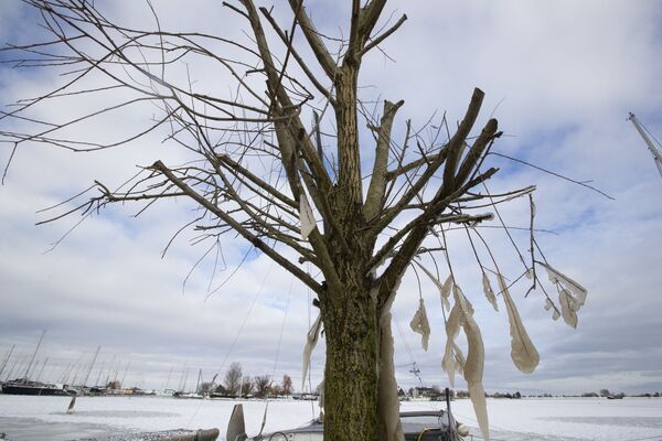 مجسمه‌ها در دام سرما 
قندیل های درختی در ندرلند (هلند) - اسپوتنیک ایران  