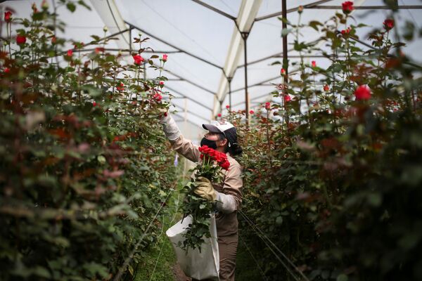 جمع کردن گل برای صادرات قبل از روز ولنتاین در کلمبیا - اسپوتنیک ایران  