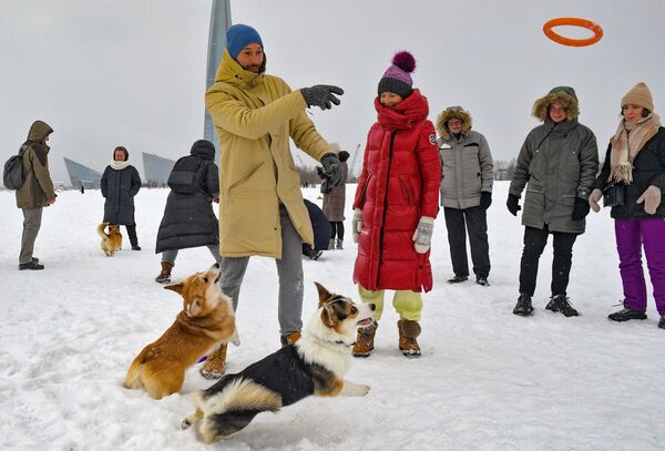 رژه سگهای شیک‌پوش «کورگی» در سن‌پیترزبورگ - اسپوتنیک ایران  
