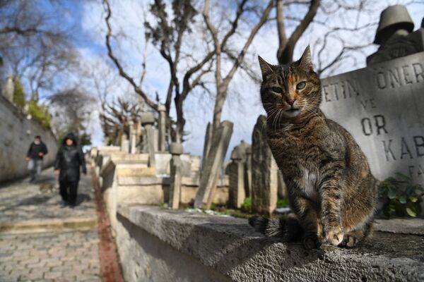 گربه در گورستان استانبول - اسپوتنیک ایران  
