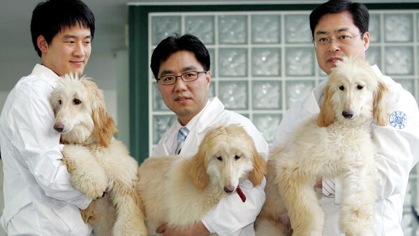 لی بیونگ چون، استاد دانشگاه ملی سئول، سگهای شبیه سازی شده را به نمایش می گذارد. کره جنوبی - اسپوتنیک ایران  