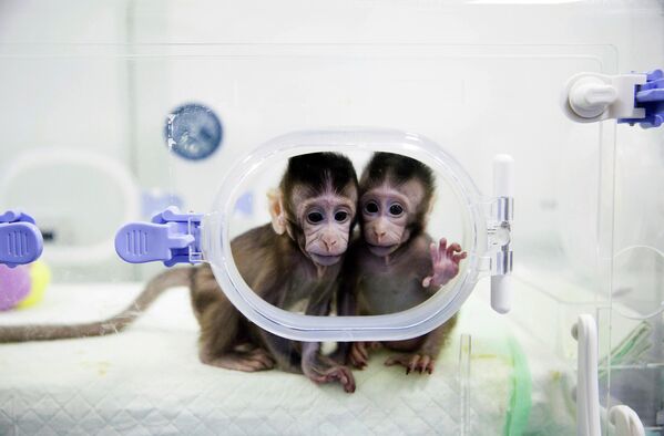 میمون های شبیه سازی شده در آزمایشگاه تحقیقات پستانداران آکادمی علوم چین. 22 ژانویه 2018 - اسپوتنیک ایران  