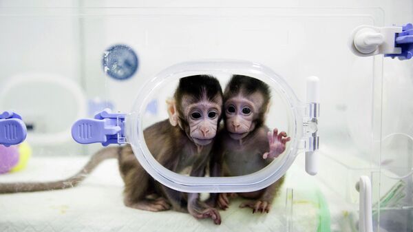  متعلق به ایلان ماسک درباره کشته شدن میمون ها در جریان تحقیقات خود توضیح داد - اسپوتنیک ایران  