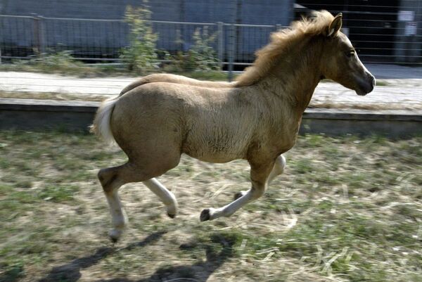 پرومتئوس، اولین اسب شبیه سازی شده در جهان. - اسپوتنیک ایران  