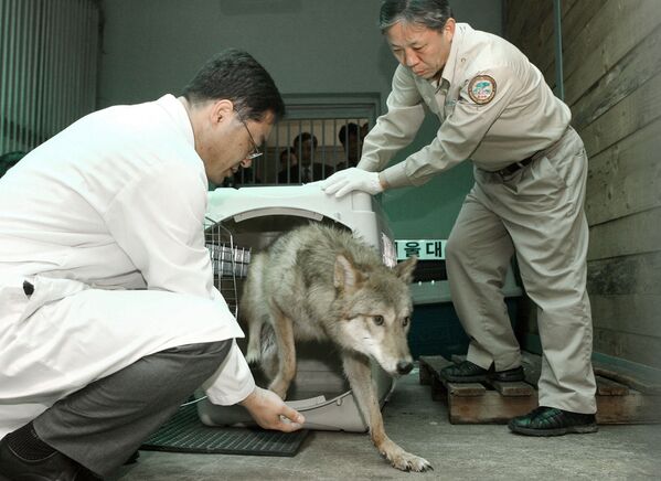یک گرگ شبیه سازی شده در باغ وحشی در جنوب سئول، کره جنوبی - اسپوتنیک ایران  
