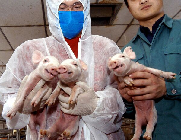 محققان چینی سه خوک شبیه سازی شده را در آزمایشگاه کالج در هاربین، هیلونگ جیانگ نشان دادند. - اسپوتنیک ایران  